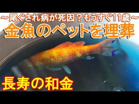 金魚埋葬